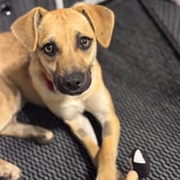 Kitty, 1 Jahr alt lieb und verspielt, Hündin zur Adoption