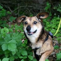 Max - kleiner Mann mit großem Charakter!, Hund zur Adoption