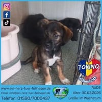 Torino ist voller Hoffnung, Hund zur Adoption