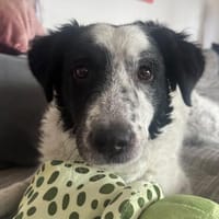 Lumi - entspannte Hündin, Hündin zur Adoption