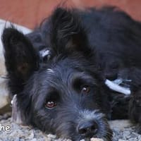 NOCHE, Hündin zur Adoption