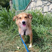 Hübsche, liebe, spezielle Dina, Hündin zur Adoption