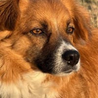 Marlon, Hund zur Adoption