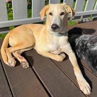 Prix möchte weiter gefördert werden, Hund zur Adoption