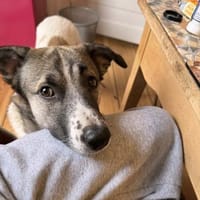 Holly: Treue Begleiterin sucht gemütliches Zuhause!, Hündin zur Adoption