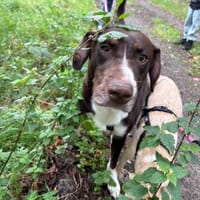 Chups eine wundervolle Familienhündin, Hündin zur Adoption