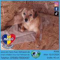 Mario, scheu aber mutig sich dir zu öffnen, Hund zur Adoption