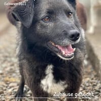 Caelan der freundliche sucht sein Zuhause, Hund zur Adoption
