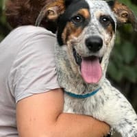 Binny m ~9 Monate sucht Spaß, Action und Abenteuer, Hund zur Adoption
