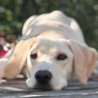 Stelios der smarte und liebe junge Bub /82284, Hund zur Adoption