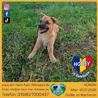 Honey, jung und fröhlich, Hündin zur Adoption