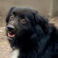 🐶Pkis - flauschiger Herzensbrecher sucht liebe Menschen, Hund zur Adoption