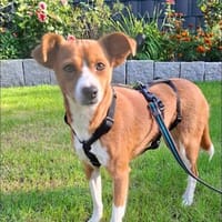 Süße Amber sucht liebevolles Zuhause, Hündin zur Adoption
