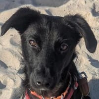 Juri -dringender Notfall, Hund zur Adoption