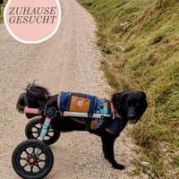 RINA sucht ihr forever Home, Hündin zur Adoption