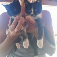 Annie und Lycia- einfach bezaubernd, Katze zur Adoption
