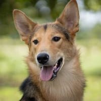 Fröhlicher Nordik sucht aktive Familie, Hund zur Adoption