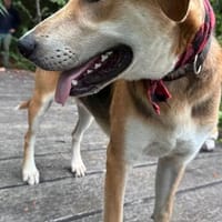 Minos der süße Schatz / PLZ 82284, Hund zur Adoption