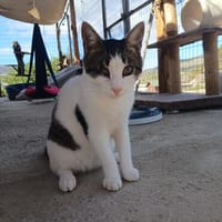 Didi sieht fast nichts, Kater zur Adoption