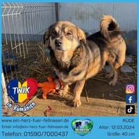 Twix hat überlebt um glücklich zu werden, Hund zur Adoption
