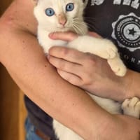 Gilon, blauäugiger Kuschelkater, ca. 5 Monate *in 76149 Karl, Kater zur Adoption