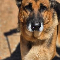 freundliche, ältere Schäferhündin, Hündin zur Adoption