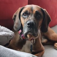 FUSCO BOXT SICH DURCHS LEBEN 🤎, Hund zur Adoption