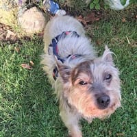 Samuel...ein echter Kerl, Hund zur Adoption