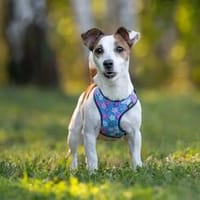 Lustige CASSIE sucht eine nette Familie!, Hündin zur Adoption