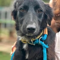 Nora W ~ 1 J freut sich auf dich, Hündin zur Adoption