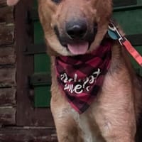 Manos die Zuckerschnute / PLZ 82284, Hund zur Adoption