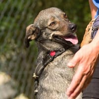 Polly, charmante Hündin sucht neues Zuhause, Hündin zur Adoption