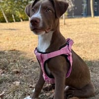Bowie, fröhlicher Welpe sucht neues Zuhause, Hund zur Adoption