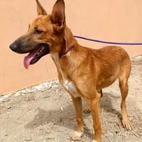 Harvey, sportlich, lernfreudig, fröhlich, Hund zur Adoption