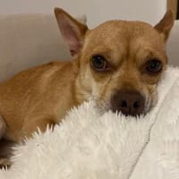 Sammy - dringender Notfall, Hund zur Adoption
