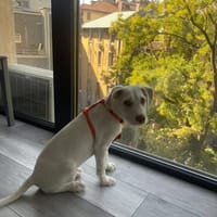 Hendrix, liebevoller Welpe sucht neues Zuhause, Hund zur Adoption