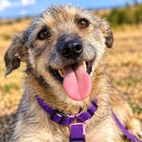 liebe Cloe sucht endlich ihr Für-Immer-Zuhause, Hündin zur Adoption