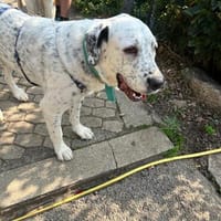 Mani, Riesenbaby, sehr lieb, sozial, Hündin zur Adoption