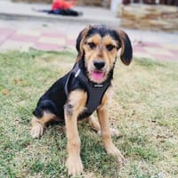 Maya ein liebes Mädchen, Hund zur Adoption