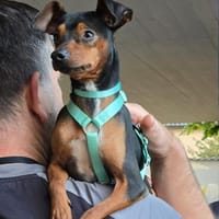 Anubis- kleiner Knirps mit großem Herzen, Hund zur Adoption