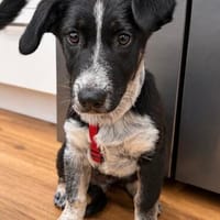 Leander 4-5 mon. 32 cm, Hund zur Adoption