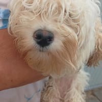 Loraine-Lili das kleine Maltipoo-Wölkchen auf der Suche, Hündin zur Adoption