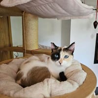 Maya  eine kleine Siam-Prinzessin sucht ihr Traumzuhause, Katze zur Adoption