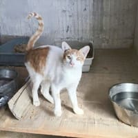 Der Wunderbare Rio sucht ein liebevolles Zuhause, Katze zur Adoption