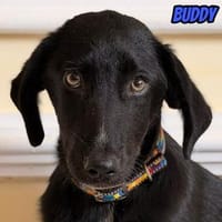 Vermittlungshilfe Buddy; Leipzig, Hund zur Adoption