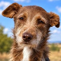 Vito - sanfter Podenco-Mix sucht sein Zuhause, Hund zur Adoption