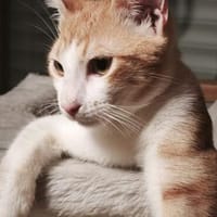 Der verschmuste Denver sucht ein liebevolles Zuhause, Kater zur Adoption