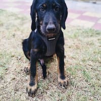 Georgie ein zauberhaftes Kerlchen, Hund zur Adoption