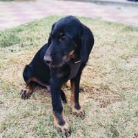Georgie ein zauberhaftes Kerlchen, Hund zur Adoption