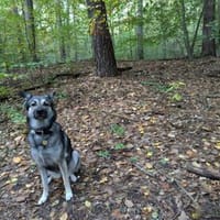 Ronja sucht liebe Menschen mit Zeit, Hündin zur Adoption
